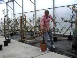 It looks similar to a blueberry but is even healthier. Ken Muir Ltd Fruit Tree Demo Youtube
