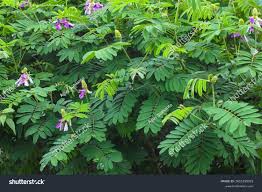 Image result for Tephrosia vogelii
