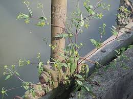 Image result for foto Dvouzubec