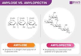 Amylose And Amylopectin Major Differences