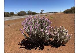 Image result for Putterlickia verrucosa