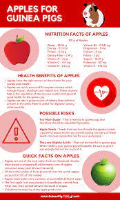 Pin On Guinea Pig Infographics