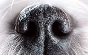 Why Do Dogs Have Wet Noses Vca Animal Hospital
