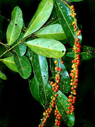 Image result for Citharexylum