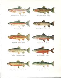 Pin By Rob Mcleod On Fly Patterns Fish Illustration Trout Vintage Fishing