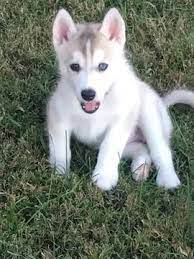 Litter Of 8 Siberian Husky Puppies For Sale In Joplin Mo Adn 56013 On Puppyfinder Com Gender Male Age 11 Weeks Old Husky Siberian Husky Husky Puppy