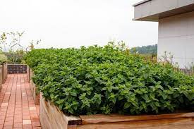 How You Should Start A Terrace Garden In Bangalore Terrace Garden Flower Garden Plans Terrace