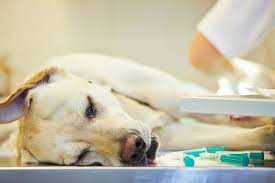 Glucagonoma In Dogs Symptoms Causes Diagnosis Treatment Recovery Management Cost