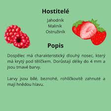 Image result for květopas jahodníkový