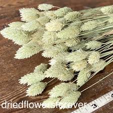 Image result for Phalaris