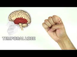 how to learn major parts of the brain quickly youtube