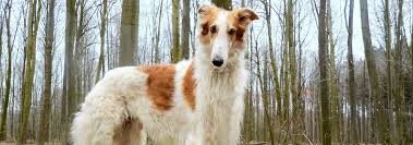 Hunting with borzois increased in 1861. Borzoi Dog Breed Facts And Personality Traits Hill S Pet