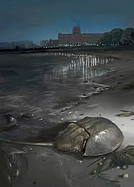 There are four species of horseshoe crabs still around today. Blue Bloods The New Yorker