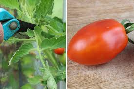 Generell kann man tomatenpflanzen selbst ziehen, indem tomatensamen in eine gute anzuchterde gesät werden. Tomaten Im Winter In Der Wohnung Zuchten So Ernten Sie Ganzjahrig Tomaten De