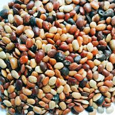 Image result for Macrotyloma uniflorum