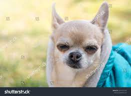 Funny Chihuahua Dog Expression Smirk Background Stock Photo 2014123175 |  Shutterstock