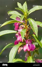 Image result for Balsaminaceae