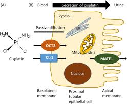 Image result for Cisplatin
