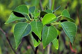 Image result for Sapium