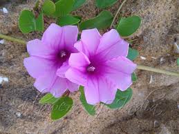 Ipomoea Pes Caprae Goat Foot Vine