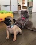 Do Pugs Get Along With Cats? | Pug Tips