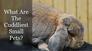 Our furry friends aren't just, well, friends. 10 Best Small Pets For Cuddling And Hugging Rabbit Care Tips