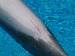 I want to have sex with a dolphin... | Hip Forums