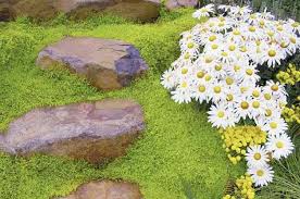 There are varieties to fit every need, whether it's full sun, full shade, or somewhere in between. Top 10 Colorful Ground Cover Plants For Your Garden Birds And Blooms