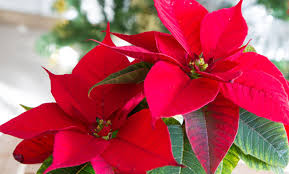 Scegli la consegna gratis per riparmiare di più. Alberi Fiori Stelle Di Natale Un Dramma Per Il Settore Secolo Trentino