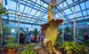 Here S Why They Call This The Corpse Flower Corpse Flower Corpse Flower Bloom Corpse