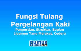 Check spelling or type a new query. Fungsi Tulang Pergelangan Kaki Pengertian Struktur Gambar Cedera