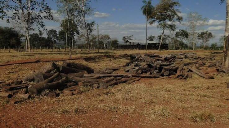 Em um ano, desmatamento cresce 15% no Pantanal; nos Cerrados o &iacute;ndice &eacute; de 20% - Meio Ambiente - Campo Grande News
