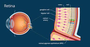 How The Retina Works Detailed Illustration Retina