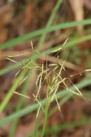 Image result for Capillipedium