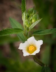 Image result for Sida rhombifolia