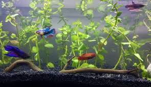 One of the troubles in giving a straight answer to this when it's betta to use a filter if the betta fish aquarium is 2.5 gallons or larger, you should probably provide a filter. Do Betta Fish Need A Filter Betta Fish World
