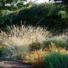 10 ways to use ornamental grasses in the landscape full story. Ornamental Grasses For A Small Garden Space Horticulture