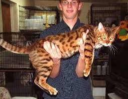 Resources for bengal cat adopters. Yeah I Want A Cat That Could Rip My Throat Out If It Feels Like It And Cats Always Feel Like It Bengal Cat Cat Breeds Cat Care