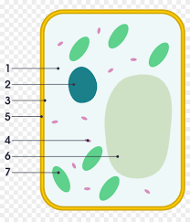 The structure of an animal cell, with labeled parts. Simple Diagram Of Plant Cell Simple Plant Cell Labeled Hd Png Download 966x1024 5764505 Pngfind
