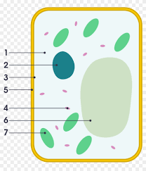 Describe the functions of the different parts of… Simple Diagram Of Plant Cell Simple Plant Cell Labeled Hd Png Download 966x1024 5764505 Pngfind