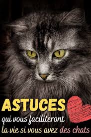 Chats Astuces A Connaitre Absolument Pour Tous Ceux Qui Ont Un Chat En 2020 Chat Petit Felin Urine De Chat