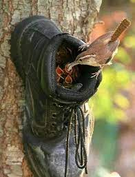 bot icine yuva yapmis anne kus yavrularini besliyor old shoes diy birds bird houses
