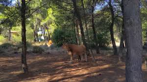 Ανεξέλεγκτη μαίνεται η πυρκαγιά που εκδηλώθηκε νωρίτερα στη λίμνη ευβοίας. Synapanthmata Barympomph Limnh Mpeletsi Youtube