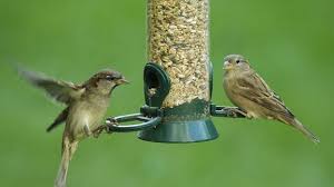 Rotkehlchen, blaumeise und grünfink sind ihnen gewiss ein begriff, aber erkennen sie die vögel auch an ihrem aussehen? Vogel Im Garten Futtern Bestimmen Und Fur Nistkasten Sorgen Mdr De