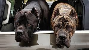 Akitas are strong and highly intelligent dogs, but can be stubborn when it comes time to train them. Cane Corso For Sale Craigslist 07 2021