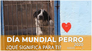 Este 21 de julio celebramos el día internacional del perro y los que tienen o han tenido una mascota canina saben que hay mucho que buenos compañeros, leales, pacientes, juguetones y divertidos, los perros nos acompañan desde hace miles de años y se han. Que Significa Para Ti Tu Perro Dia Mundial Del Perro 2020 Burgosonlinetv Youtube