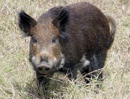In florida, if you think the bugs are just too much to bear in your house, that they are causing damage to your property. Winter Garden Florida Feral Hogs Hog Removal