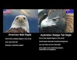 The bald eagle's scientific name signifies a sea (halo) eagle (aeetos) with a white (leukos) head. American Bald Eagle Vs Australian Wedge Tail Eagle Funny