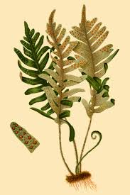 Image result for Pleopeltis