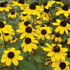 We did not find results for: Rudbeckia Triloba Brown Eyed Susan Wildflower Seed